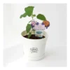 BT21 SEED STICK KIT